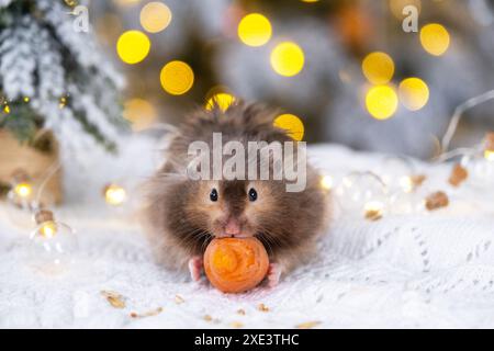 Ein lustiger, zotteliger, flauschiger Hamster knabbert eine Karotte auf weihnachtlichem Hintergrund mit Feenlichtern und Bokeh Stockfoto