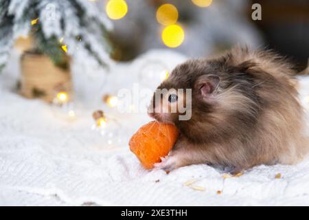 Ein lustiger, zotteliger, flauschiger Hamster knabbert eine Karotte auf weihnachtlichem Hintergrund mit Feenlichtern und Bokeh Stockfoto