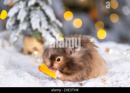 Ein lustiger, zotteliger, flauschiger Hamster knabbert eine Karotte auf weihnachtlichem Hintergrund mit Feenlichtern und Bokeh Stockfoto