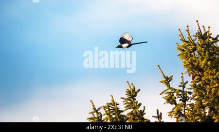 Magpie (Pica Pica) fliegen Stockfoto