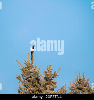 Die vereinzelte Elster flüchtet von einer Tanne. Stockfoto