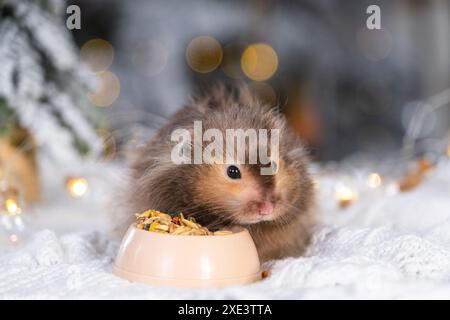 Ein lustiger zotteliger, flauschiger Hamster knabbert Samen aus einer Schüssel auf weihnachtlichem Hintergrund mit Feenlichtern und Bokeh Stockfoto