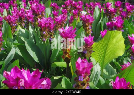 Ein Haufen wunderschöner rosafarbener siam Tulpenblumen im Garten Stockfoto