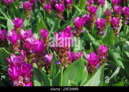 Ein Haufen wunderschöner rosafarbener siam Tulpenblumen im Garten Stockfoto