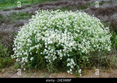 Russischer Meerkohl blüht Stockfoto
