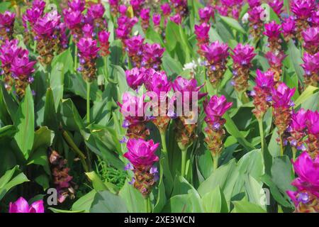 Ein Haufen wunderschöner rosafarbener siam Tulpenblumen im Garten Stockfoto