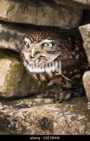 Captive Little Owl (Athene noctua) sitzt tagsüber in einer Steinmauer im British Wildlife Centre, Newchapel, Lingfield, Surrey, Vereinigtes Königreich. Stockfoto