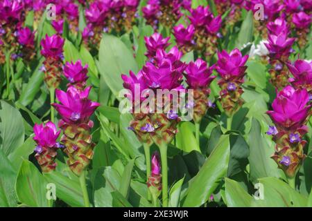 Ein Haufen wunderschöner rosafarbener siam Tulpenblumen im Garten Stockfoto