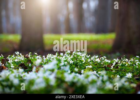 Blühende Schneeglöckchen Anemone blüht unter den Bäumen aus der Nähe Stockfoto