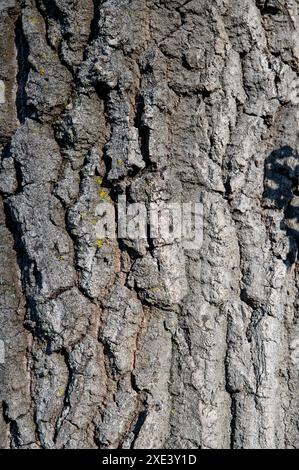 Eichenstamm. Quercus Baum Rinde aus nächster Nähe. Details. Stockfoto