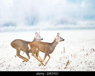 Reh läuft durch Winter Feld Stockfoto