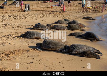 Kauai, Hawaii, USA - 18. Januar 2024: Hawaiianische grüne Schildkröten (hawaiianischer Name: Honu), die sich mit vielen Menschen am Poipu Beach in Kauai, Hawaii, USA, treffen. Stockfoto