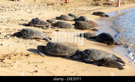 Hawaiianische grüne Schildkröten (hawaiianischer Name: Honu), die sich am Strand in Kauai, Hawaii, USA, sonnen. Stockfoto