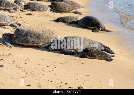 Hawaiianische grüne Schildkröten (hawaiianischer Name: Honu), die sich am Strand in Kauai, Hawaii, USA, sonnen. Stockfoto