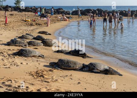 Kauai, Hawaii, USA - 18. Januar 2024: Hawaiianische grüne Schildkröten (hawaiianischer Name: Honu), die sich mit vielen Menschen am Poipu Beach in Kauai, Hawaii, USA, treffen. Stockfoto