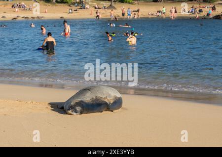 Kauai, Hawaii, USA - 18. Januar 2024: Ein hawaiianischer Mönchsrobbe (wissenschaftlicher Name: Monachus schauinslandi) schläft am Poipu Beach mit vielen Menschen Stockfoto