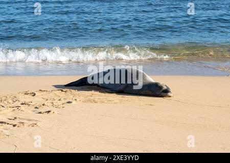 Ein hawaiianischer Mönchsrobbe (wissenschaftlicher Name: Monachus schauinslandi) schläft am Poipu Beach in Kauai, Hawaii, USA. Stockfoto