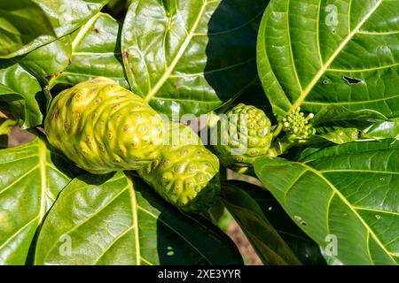 Nahaufnahme von Noni-Früchten auf dem Baum. Stockfoto