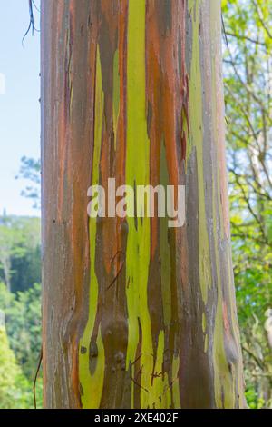 Regenbogeneukalyptusbaum am Keahua Arboretum in der Nähe von Kapa'a, Kauai, Hawaii. Stockfoto