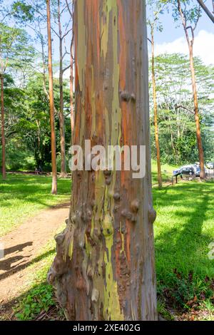 Regenbogeneukalyptusbaum am Keahua Arboretum in der Nähe von Kapa'a, Kauai, Hawaii. Stockfoto