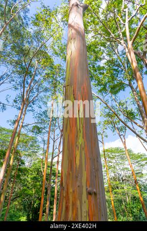 Regenbogeneukalyptusbaum am Keahua Arboretum in der Nähe von Kapa'a, Kauai, Hawaii. Stockfoto