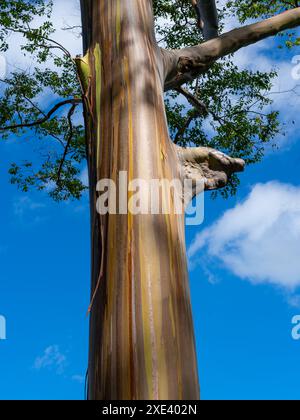 Regenbogeneukalyptusbaum am Keahua Arboretum in der Nähe von Kapa'a, Kauai, Hawaii. Stockfoto