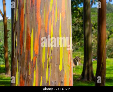 Regenbogeneukalyptusbaum am Keahua Arboretum in der Nähe von Kapa'a, Kauai, Hawaii. Stockfoto