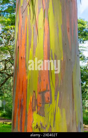 Regenbogeneukalyptusbaum am Keahua Arboretum in der Nähe von Kapa'a, Kauai, Hawaii. Stockfoto