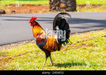 Ein wunderschöner wilder Hahn, der in einem Park in Kauai, Hawaii, USA, spaziert. Stockfoto