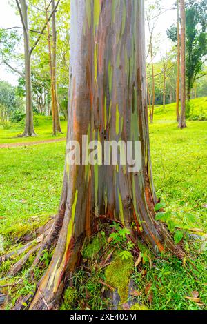 Regenbogeneukalyptusbaum am Keahua Arboretum in der Nähe von Kapa'a, Kauai, Hawaii. Stockfoto