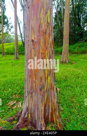 Regenbogeneukalyptusbaum am Keahua Arboretum in der Nähe von Kapa'a, Kauai, Hawaii. Stockfoto