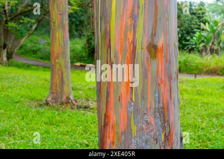 Regenbogeneukalyptusbaum am Keahua Arboretum in der Nähe von Kapa'a, Kauai, Hawaii. Stockfoto