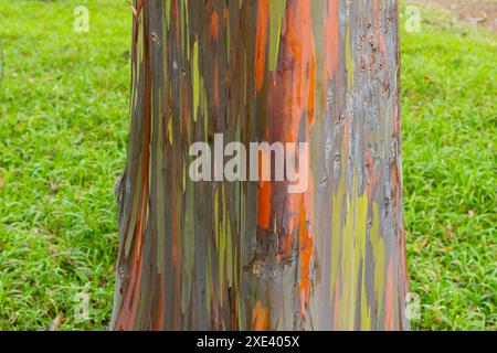 Regenbogeneukalyptusbaum am Keahua Arboretum in der Nähe von Kapa'a, Kauai, Hawaii. Stockfoto