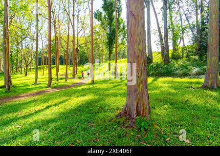 Regenbogeneukalyptusbaum am Keahua Arboretum in der Nähe von Kapa'a, Kauai, Hawaii. Stockfoto
