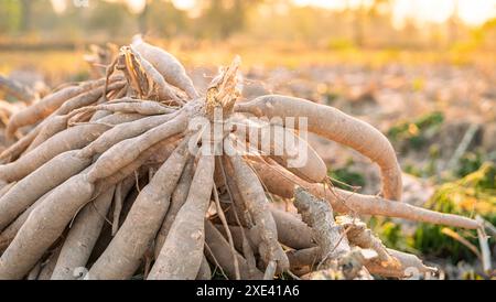 Maniokwurzeln. Nachhaltige Landwirtschaft. Maniokwurzel in der tropischen Landwirtschaft. Lebensmittelproduktion und Nachhaltigkeit. Maniokwurzel, Grundnahrungspflanze, lebenswichtig für Lebensmittel Stockfoto