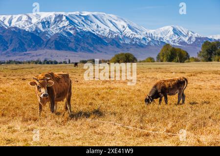 Gelbe Milchkuh mit Bullkalb weiden vor den Bergen sonnigen Herbstnachmittagen Stockfoto