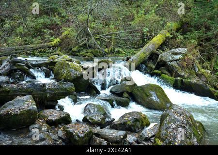 Ein stürmischer Fluss fließt in einem rasanten Bach von den Bergen durch den Herbstwald, der sich um Steine und umgestürzte Bäume in seinem bewachsenen Bett beugt Stockfoto