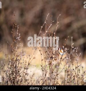 Europäischer Goldfink, Carduelis carduelis, der Vogel genießt das Knabbern und fressen der Samen von verbrauchten Blumenköpfen Stockfoto