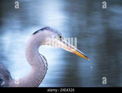 Ein Kopfschuss eines atemberaubenden Grauen Reiher (Ardea cinerea), der am Ufer eines Flusses nach Essen jagt. Stockfoto