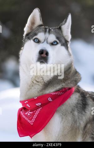 Husky-Hund mit rotem Schal, der in Schnee sitzt Stockfoto