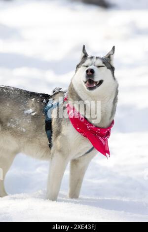 Husky-Hund mit rotem Schal, der im Schnee lächelnd steht Stockfoto