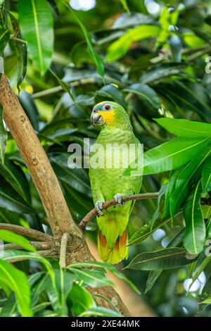 amazonas mit Orangenflügeln (Amazona amazonica), Malagana, Bolivar, Tierwelt und Vogelbeobachtung in Kolumbien Stockfoto