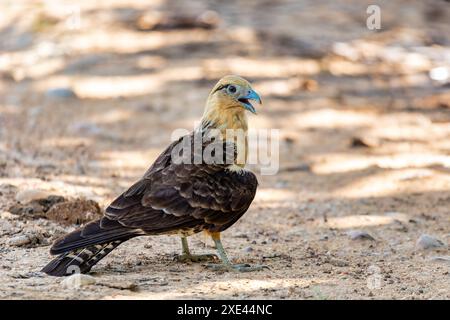 Gelbköpfige Caracara (Milvago chimachima), Departement Cesar, Tierwelt und Vogelbeobachtung in Kolumbien Stockfoto