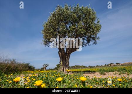 Olivenbaum zwischen gelben Blumen Stockfoto