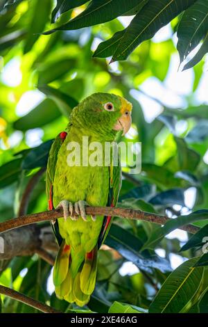 Gelb gekrönter amazonas oder gelb gekrönter Papagei (Amazona ochrocephala), Malagana, Bolivar, Tierwelt und Vogelbeobachtung in Kolumbien Stockfoto