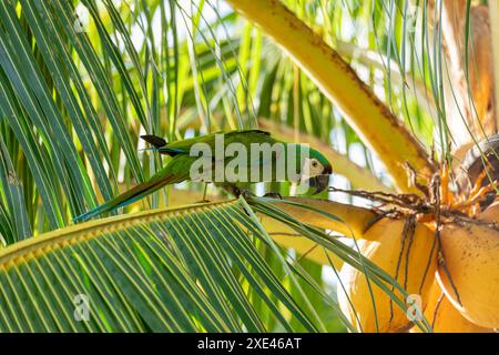 Ara mit Kastanienfronten oder Ara (Ara severus), Malagana, bolivar. Tierwelt und Vogelbeobachtung in Kolumbien Stockfoto