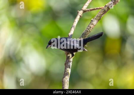 Weißliniger Tanager (Tachyphonus rufus) männlich, Minca, Sierra Nevada de Santa Marta. Tierwelt und Vogelbeobachtung in Kolumbien. Stockfoto