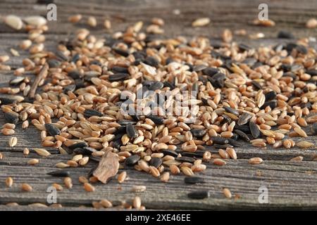 Vogelfutter Stockfoto
