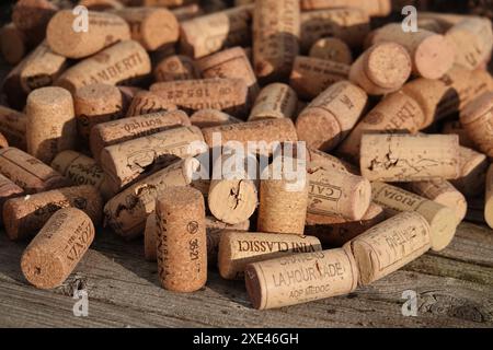 Quercus suber, Korkeiche, Weinkork Stockfoto