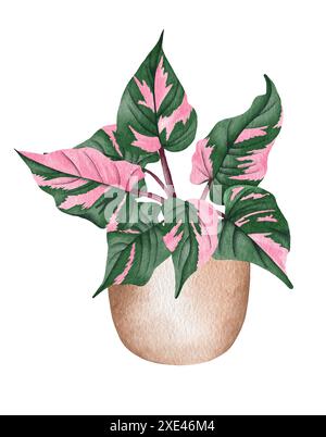 Aquarell-Philodendron-Topf-Haus-Pflanze-Illustration. Handgezeichnete Philodendron Pink Princes. Stockfoto